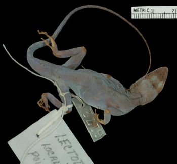 Media type: image;   Herpetology R-6172 Aspect: dorsal